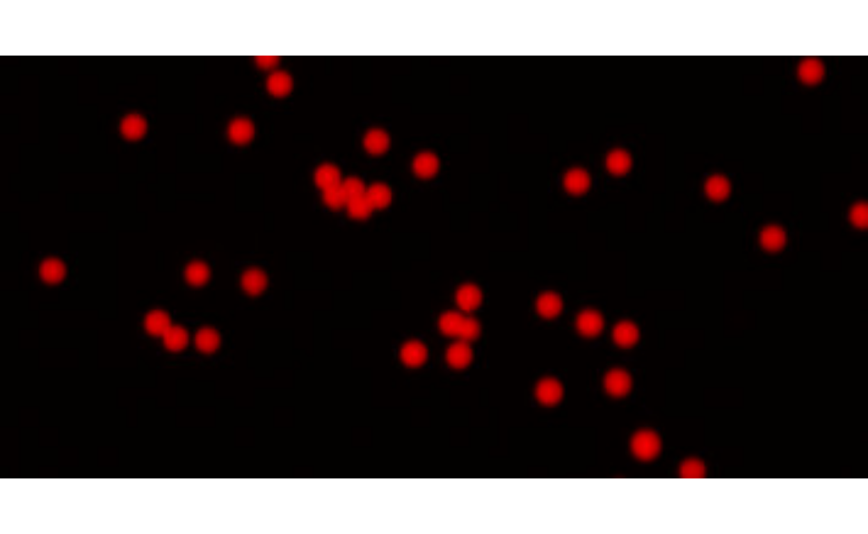 Preparing Segmentation using pliman: The image comprises two sections. On the left, an image of microbeads is displayed. On the right, a cropped view from the same image illustrates two states for segmentation: the microbead (foreground) in red, and the background is shown in black, emphasizing the clear division needed for segmentation analysis.