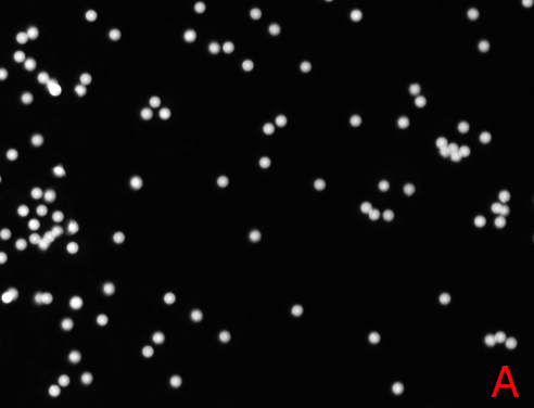 Watershed Segmentation in EBImage: A) Original image used for watershed segmentation in EBImage. B) The thresh() function was employed to generate a binary image with the objective of effectively separating the foreground from the background. The binary representation of the image facilitates further segmentation processes by simplifying the image. C) Presents the result of the watershed segmentation, which is visually represented by the assignment of a distinct color to each object. This technique is particularly effective in differentiating touching objects, as evidenced by the clear separation of microbeads in the image.