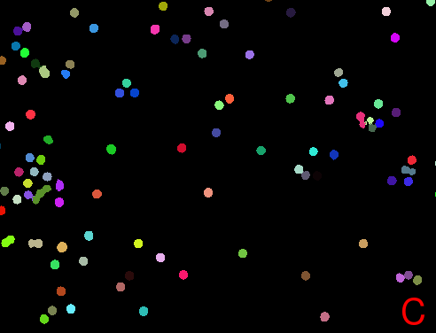 Watershed Segmentation in EBImage: A) Original image used for watershed segmentation in EBImage. B) The thresh() function was employed to generate a binary image with the objective of effectively separating the foreground from the background. The binary representation of the image facilitates further segmentation processes by simplifying the image. C) Presents the result of the watershed segmentation, which is visually represented by the assignment of a distinct color to each object. This technique is particularly effective in differentiating touching objects, as evidenced by the clear separation of microbeads in the image.