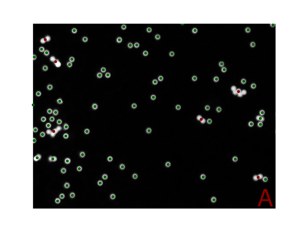 Clustering Microbeads Based on Shape and Intensity Features: A) The utilization of Self-Organizing Maps (SOM) enables the clustering of microbeads into two distinct groups based on shape and intensity features extracted using the shapeFeatures() function. This method enables the precise clustering of microbeads according to a range of properties, including intensity, area, perimeter, circularity, radius, and aspect ratio. This facilitates a deeper understanding of the morphological variations observed in the microbeads. B) The attributes utilized as input for the SOM algorithm are illustrated in this plot. To ensure comparability, the different parameters have been normalized using a min-max normalization procedure. The points highlighted in red represent the microbeads that are also highlighted in red in Figure A. Notably, these highlighted points differ from the most commonly occurring values in all attributes except for the intensity.